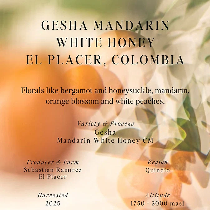 Gesha Mandarin White Honey - El Placer - Colombia (Filter)